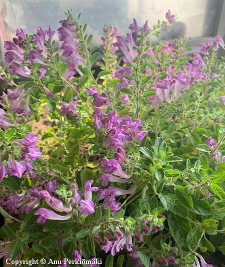 Scutellaria pontica, vuohennokka
